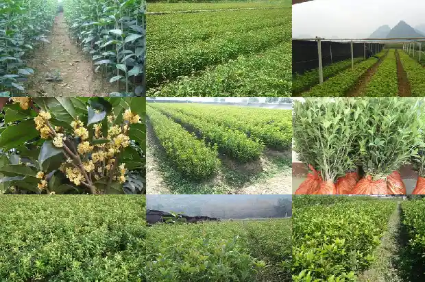 桂花树种大门外好吗1681780208433