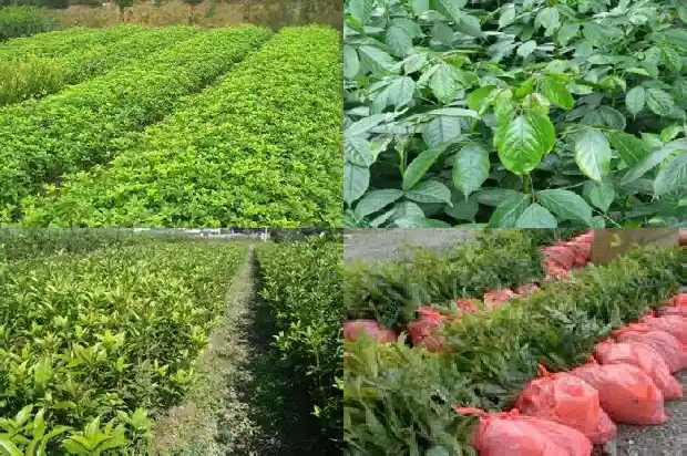 大门旁边栽桂花树好吗1681780300933