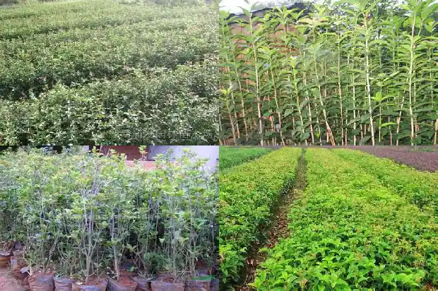 大门旁边栽桂花树好吗1681780300980