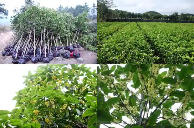 大门旁边栽桂花树好吗1681780301028