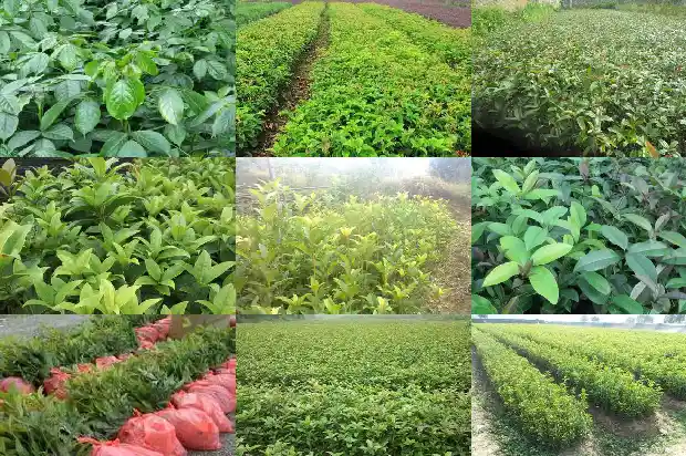桂花树放在门口好吗风水好吗1681780395842
