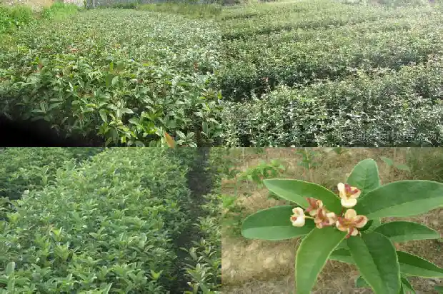 大门口能栽桂花树吗1689726594294