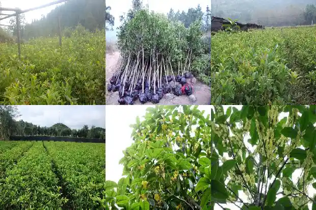 桂花树放在门口好吗风水好吗1681780395937