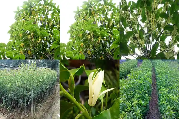 桂花树放在门口好吗风水好吗1681780395985