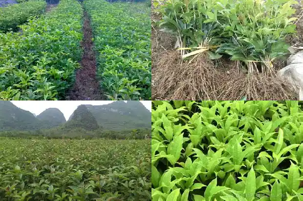 门口有桂花树好吗1681780499538