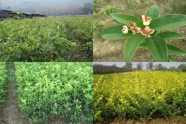 门前种桂花树的风水禁忌是什么1681780589736
