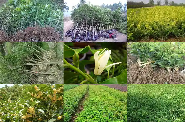 门前种桂花树有什么讲究1681780691448