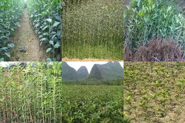 门前种桂花树有什么讲究1681780691544