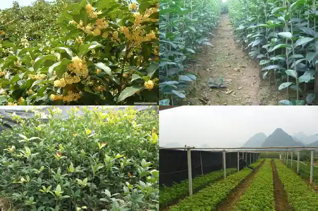 门前种桂花树被砍怎么破解1681780786771