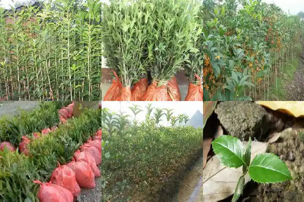 门前种桂花树被砍怎么破解1681780786819