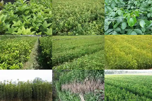 桂花树可以种在楼顶吗1681780887685