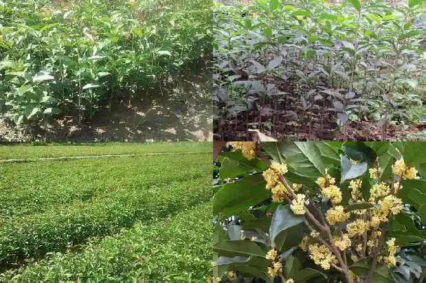 桂花树可以种在楼顶吗1681780887781