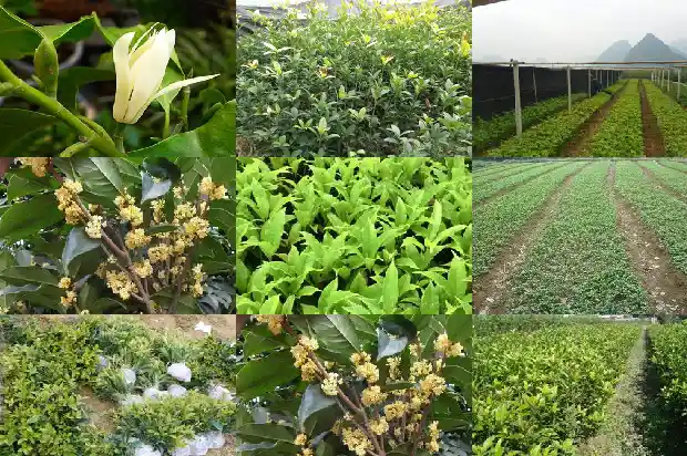 状元红桂花树的寓意1681781056133
