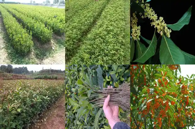 四季桂花的寓意1681781229004
