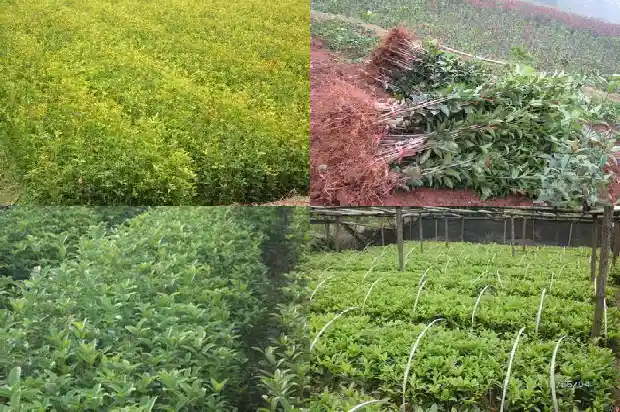 四季桂花的寓意1681781229052