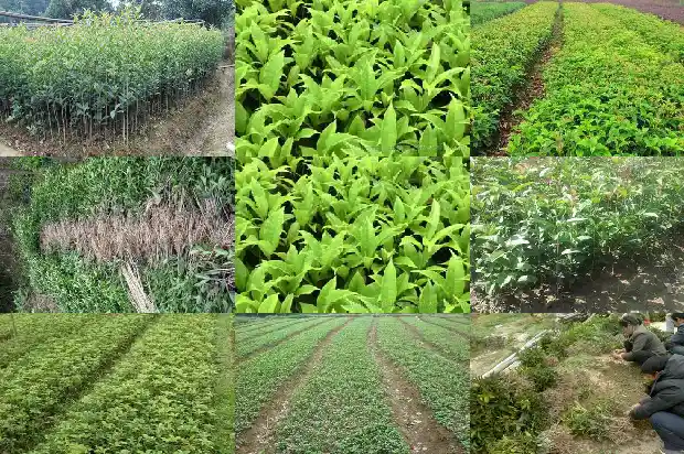 桂花一株多少钱1689034966249