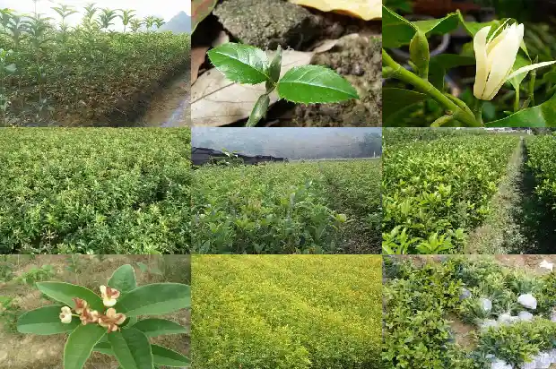 四季桂花的寓意和象征1681781392737