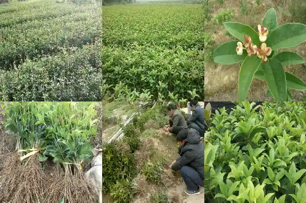 四季桂花的寓意和象征1681781392785