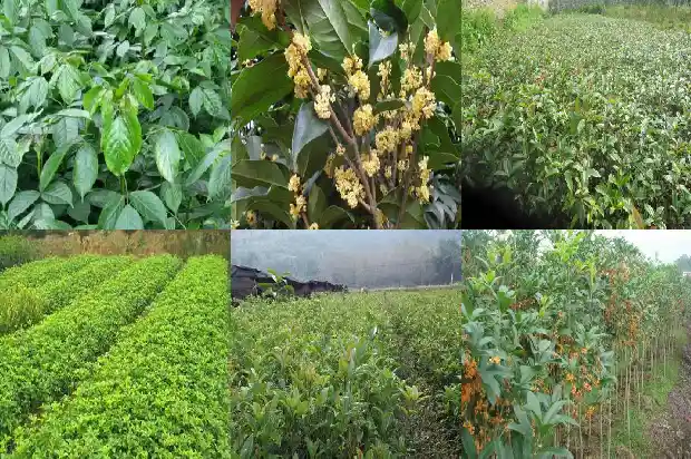 桂花树放家里哪个位置好1681781467196