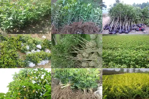 桂花树放家里哪个位置好1681781467243