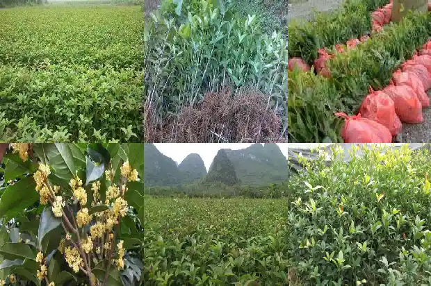 宝鸡有桂花树吗1689899656930