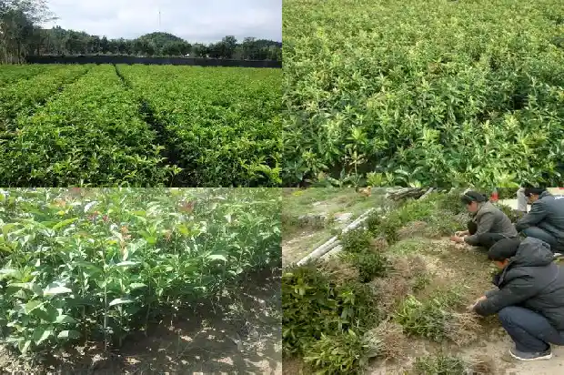 桂花树摆放风水1681781550876