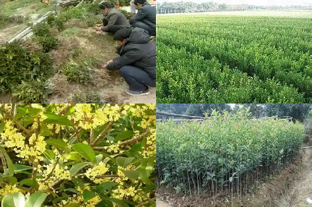 桂花树的风水禁忌及摆放位置1681781628315