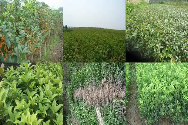 家里养桂花树的风水禁忌是什么呀1681781702324