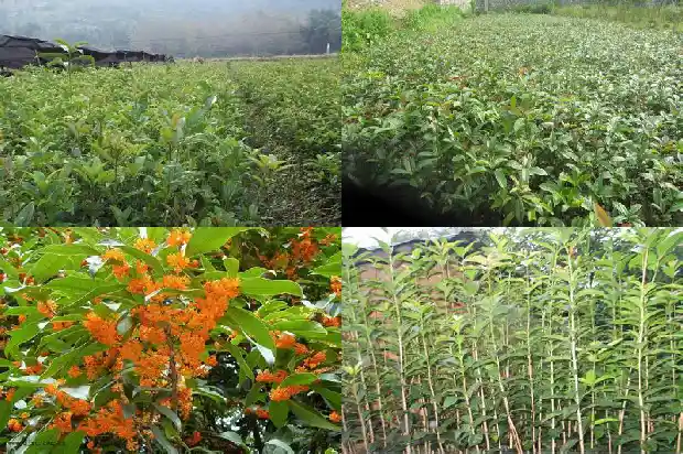 家里养桂花树的风水禁忌是什么呀1681781702371