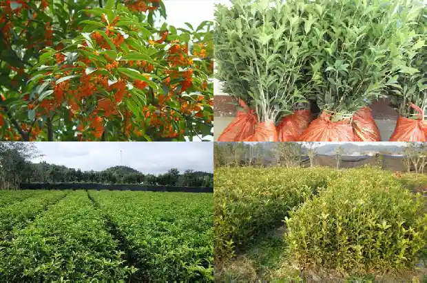 家里养桂花树的风水禁忌是什么呀1681781702419