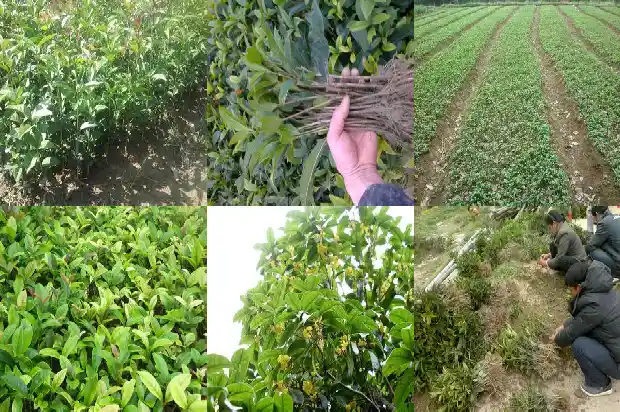 桂花树在阳台能栽活吗?1681781859418