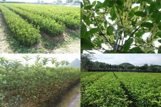 桂花苗多少钱一克价格1689985459016