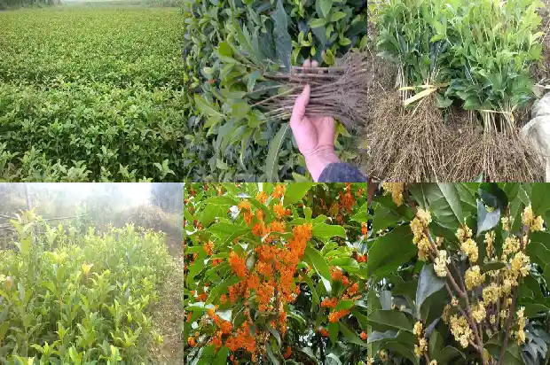 家里可以摆放桂花树吗1681781939559