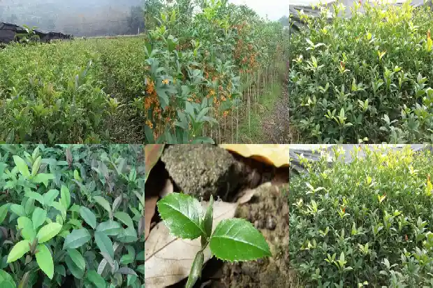 一颗桂花树的价格多少元钱1689837919011