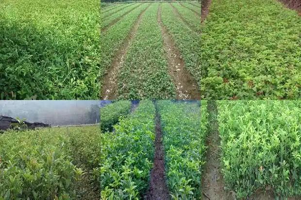 家里可栽桂花树吗1681782283606