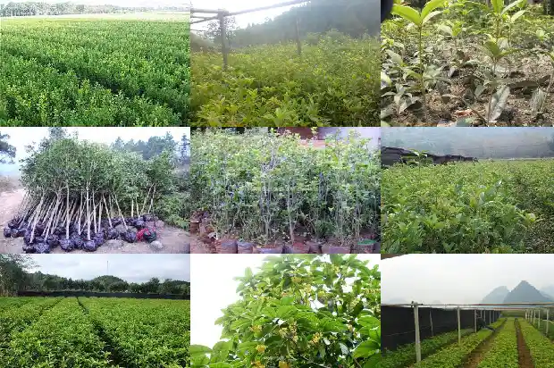 在家里种桂花树好吗1681782372703