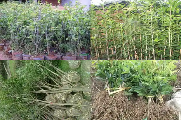 室内养桂花怎么管理1681782454911