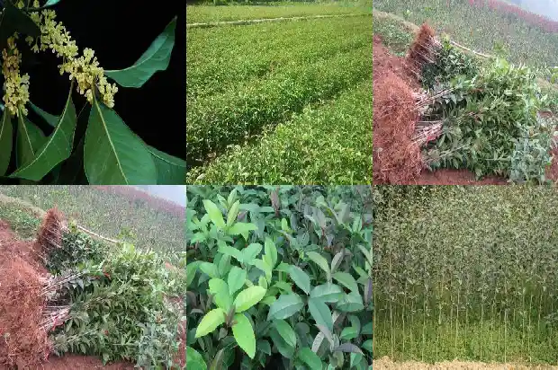 桂花的药效和功能有哪些呢1689208492495