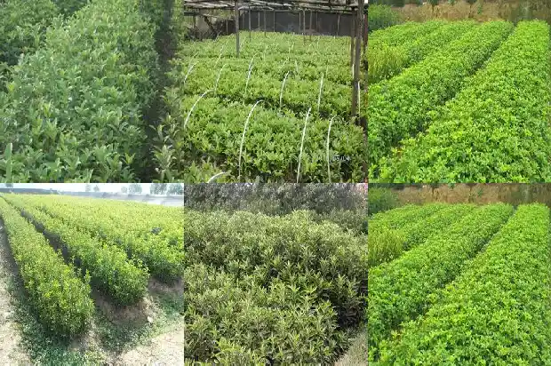 桂花乌龙的功效与作用及禁忌1689467382558