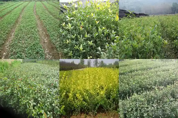 家里养桂花树风水好吗1681782617469