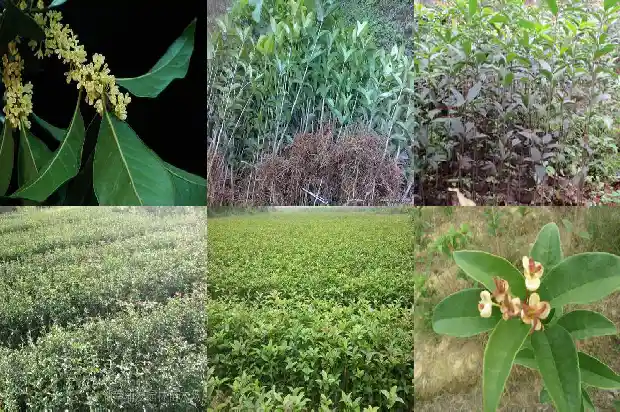 种桂花树的风水禁忌是什么1681782775342