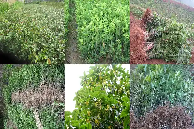 桂花树经常喷水好不好1681782933623
