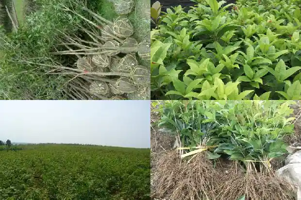 桂花可能吃1689120954867