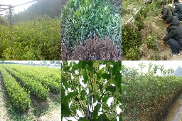 桂花树经常喷水好不好1681782933767