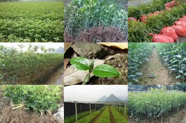 桂花树能天天浇水吗1681783016097
