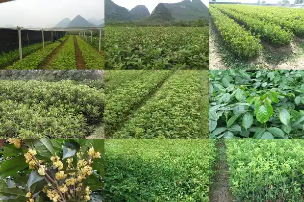 18年的桂花树价格1689639976293