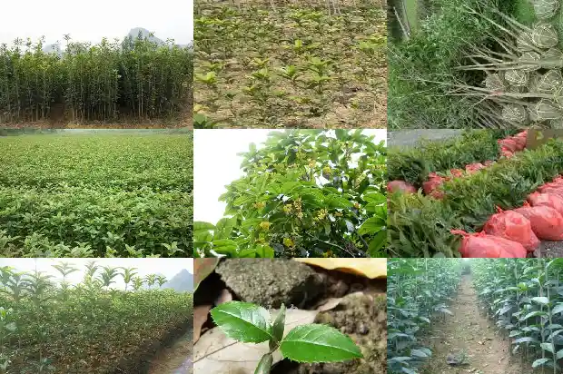 桂花和咖啡能一起喝吗1689467246560