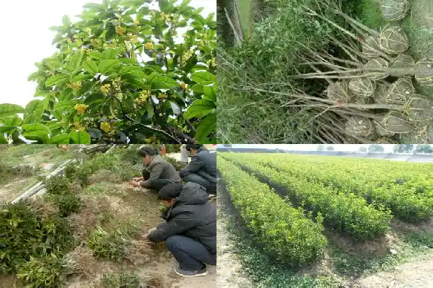 桂花树喷水好吗?1681783124770