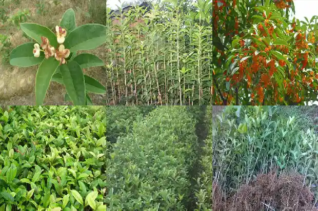 家里养桂花的风水禁忌是什么呀1681783213952