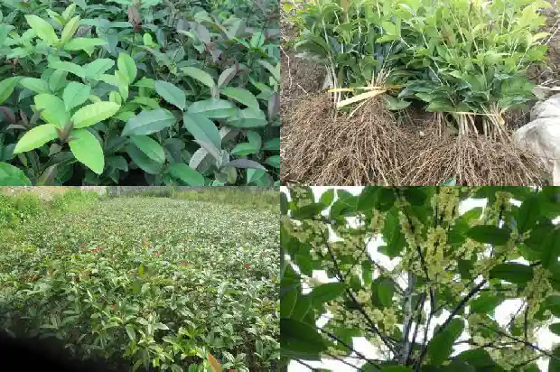 家里养桂花的风水禁忌是什么呀1681783214000